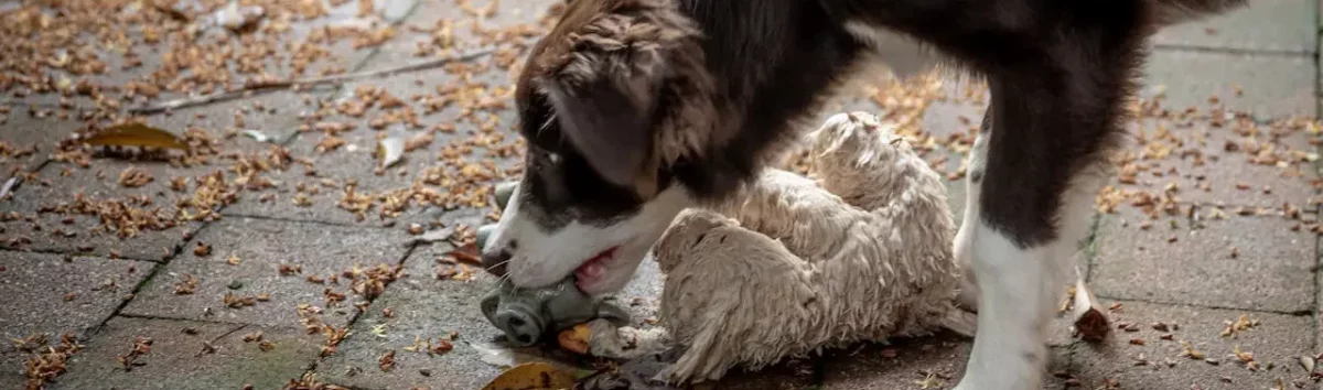 Dog Bites in San Angelo: Beyond the 'One-Bite' Rule